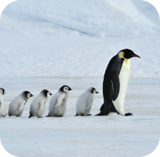 Emperor Penguin